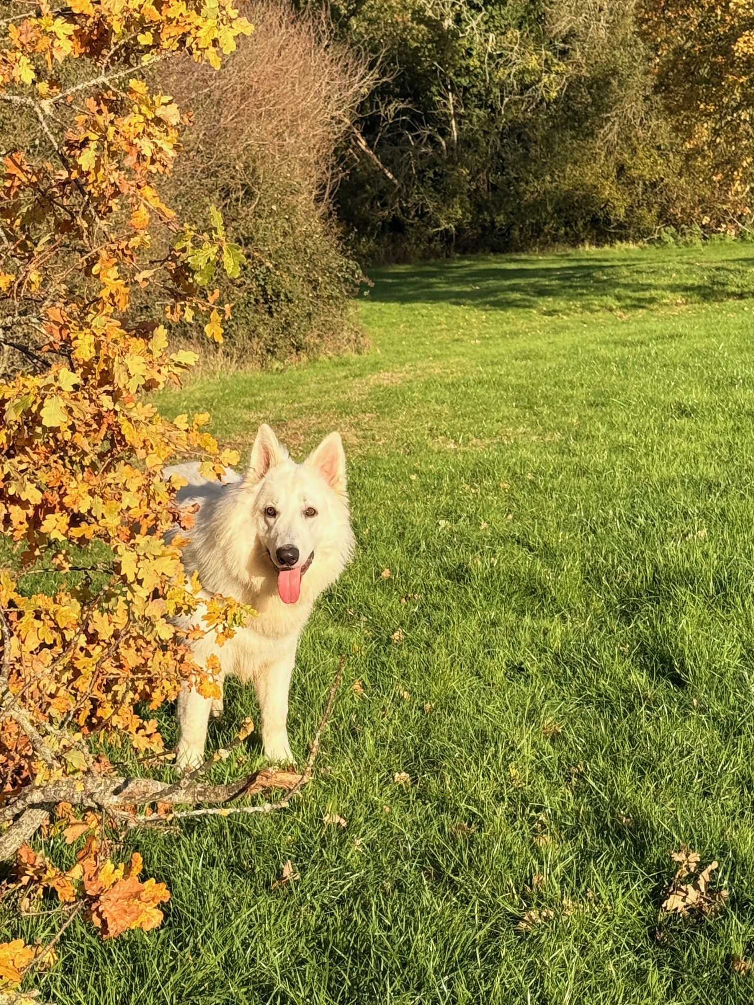 South Downs Countryside
